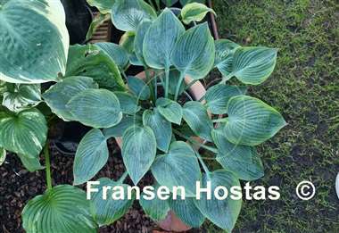 Hosta Chiemsee Eisvogel