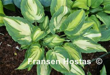 Hosta Child of the Queen
