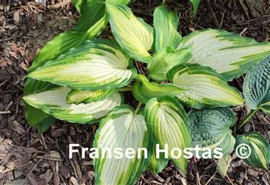Hosta Child of the Queen