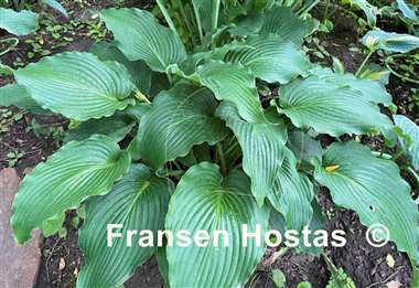 Hosta Childhood Fantasy