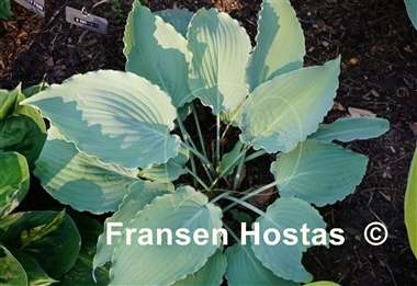 Hosta Chiller