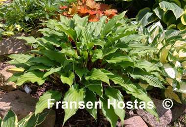 Hosta China Girl