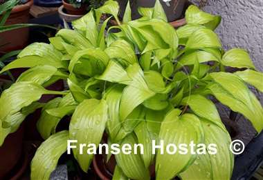 Hosta Chinese Sunrise