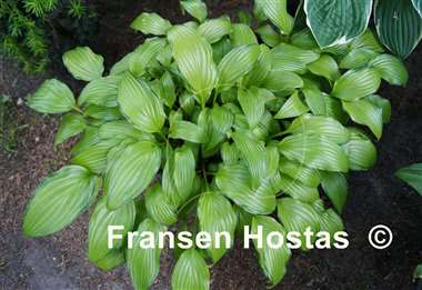 Hosta Chinese Sunrise