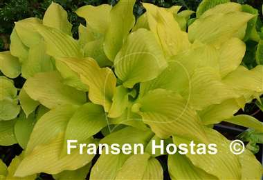 Hosta Chiquita