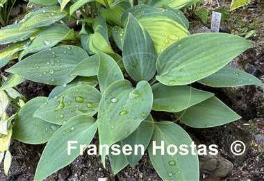 Hosta Chocolate Mint