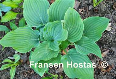 Hosta Chodai Ginba