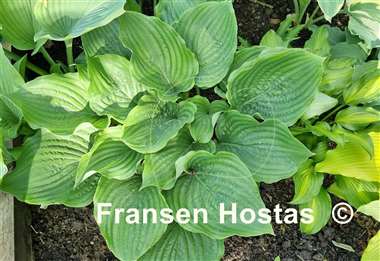 Hosta Chodai Ginba
