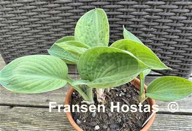 Hosta Chorus Girl