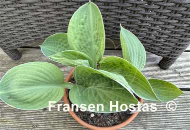 Hosta Chorus Girl