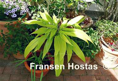 Hosta Chris' A lalalala long
