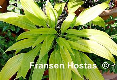 Hosta Chris' A lalalala long