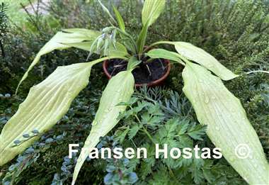 Hosta Chris' A lalalala long