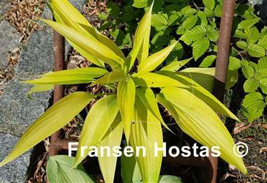 Hosta Chris' A lalalala long