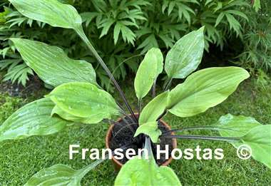 Hosta Chris' Admin