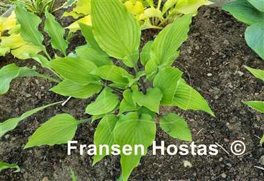 Hosta Chris' Admin