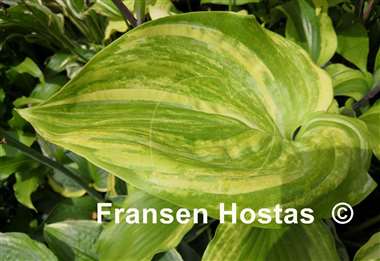 Hosta Chris' Bleeding Heart