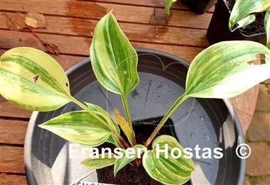 Hosta Chris' Bleeding Heart