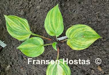 Hosta Chris' Bleeding Heart