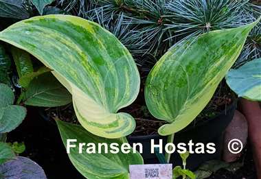 Hosta Chris' Bleeding Heart