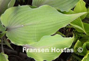 Hosta Chris' Blushing Neptune