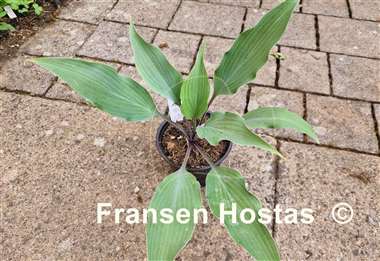 Hosta Chris' Blushing Neptune