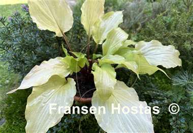 Hosta Chris' China Star