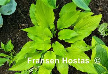 Hosta Chris' China Star