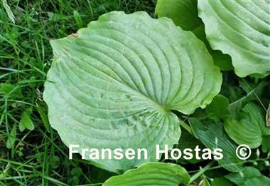 Hosta Chris' Fisherman