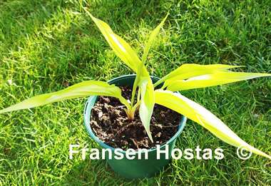 Hosta Chris' Gelber Speer