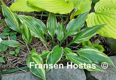 Hosta Chris' Little Jewel