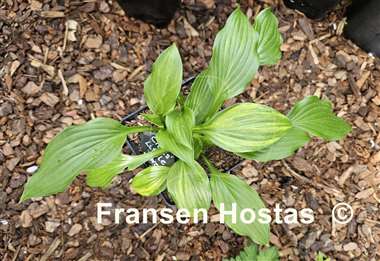 Hosta Chris' Little Jewel