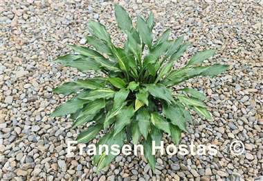 Hosta Chris' Little Jewel