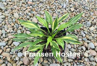 Hosta Chris' Little Jewel