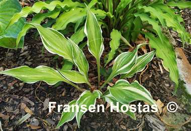 Hosta Chris' Little Jewel