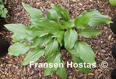 Hosta Chris' Little Watermelon
