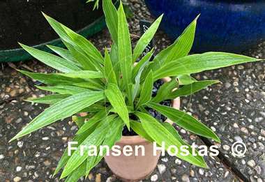 Hosta Chris' Long Lines
