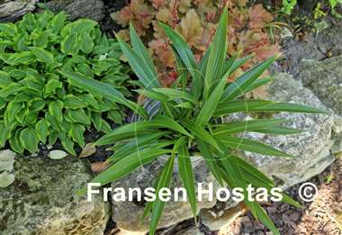 Hosta Chris' Long Lines