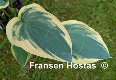 Hosta Chris' Midnight Sky
