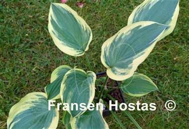 Hosta Chris' Midnight Sky