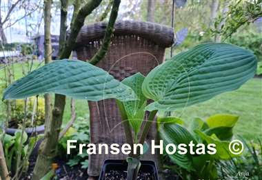 Hosta Chris' Pinky Present