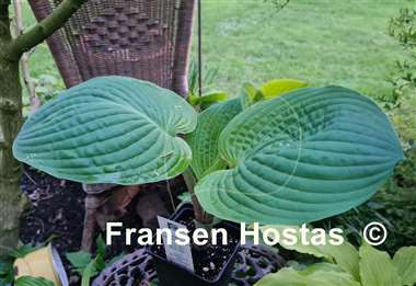 Hosta Chris' Pinky Present