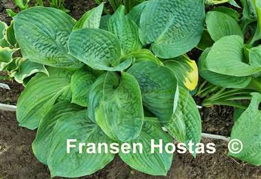 Hosta Chris' Pinky Present