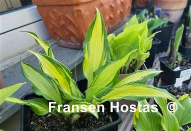 Hosta Chris' Pretty Pink Legs