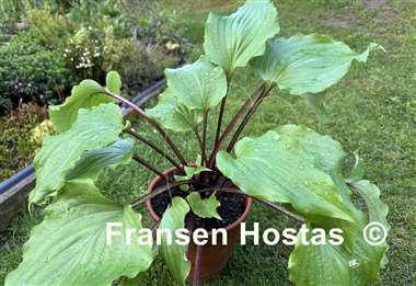 Hosta Chris' Red Lightning