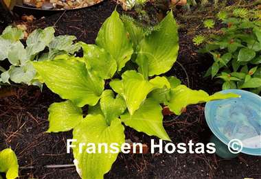 Hosta Chris' Red Lightning