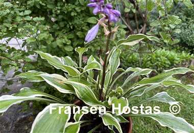 Hosta Chris' Small Talk