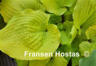 Hosta Chris' Tropical Sundown
