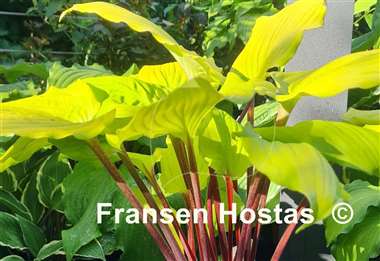 Hosta Chris' Tropical Sundown