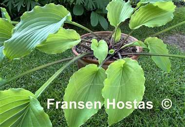 Hosta Chris' Yellow Ruffles